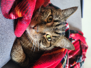 Jack