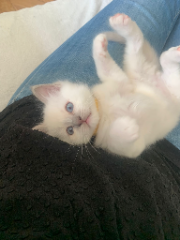 Timi