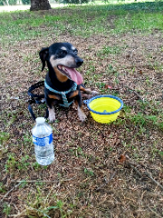 Photo de Canis Minor