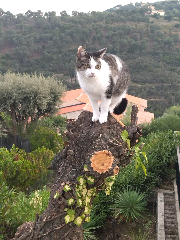 Photo de Sylvestre