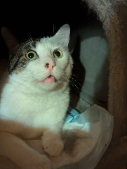 Photo de Scoubi