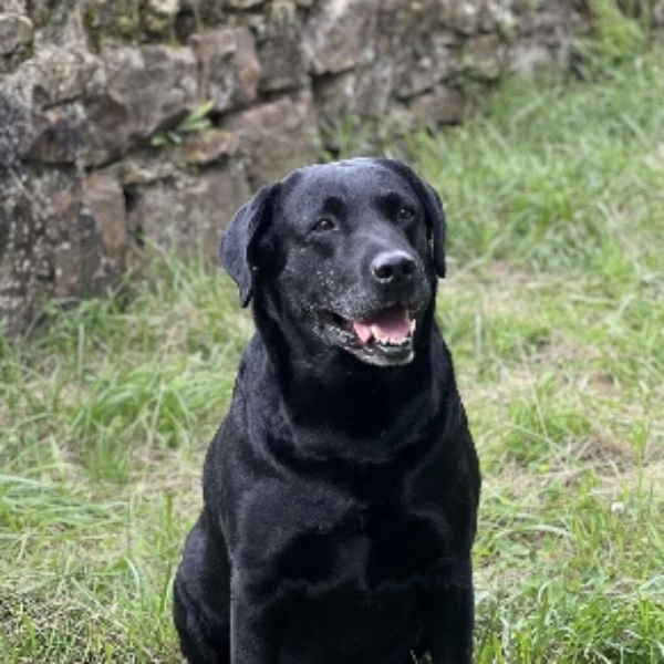 Photo de Négus