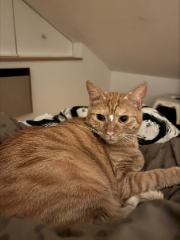 Garfield