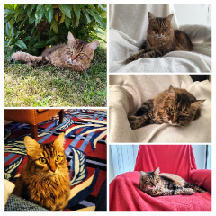 Photo de Calypso