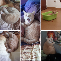 Photo de Cannelle