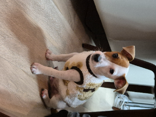 Photo de Milo
