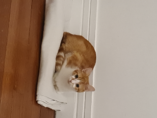 Brioche