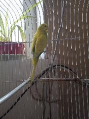 Schweppes