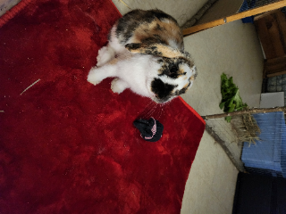 Pierre