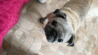 Photo de Minka