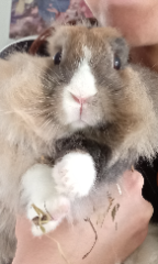 Bibi