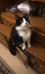 Simba