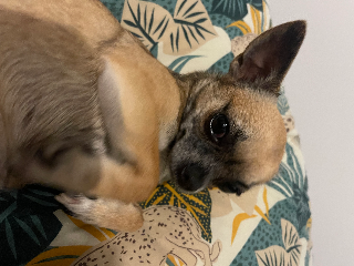 Kiki