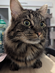 Photo de Litchy