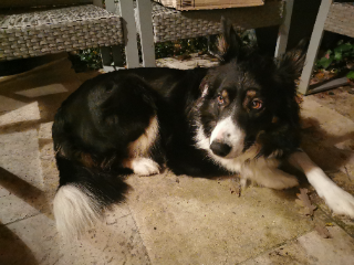Tika