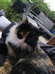 Ulka