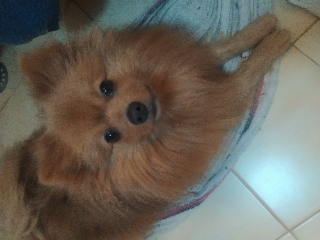 Photo de Cookie