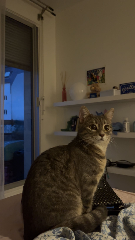 Zouzou