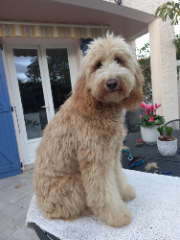Photo de Nala
