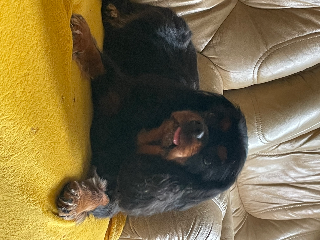 Nova