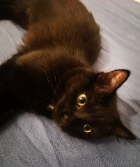 Molly