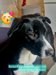 Photo de KALOO
