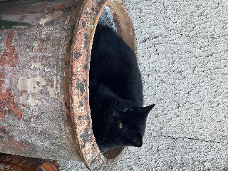 Photo de Gribouille