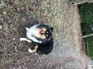 Photo de Bella
