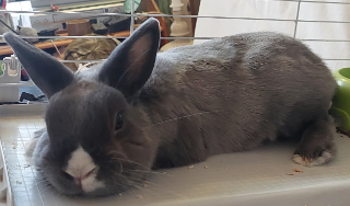 FLOKI