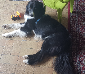 Snoopy