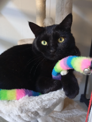 Kalice