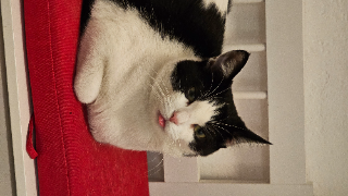 RORSCHACH