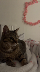Zina