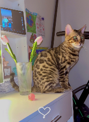 Photo de Simba