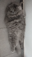 Taïko