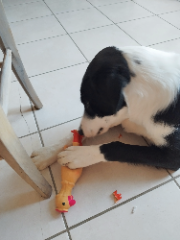 Photo de Balto