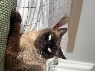 Iko