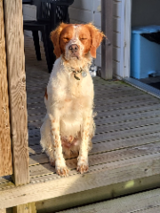 Usko