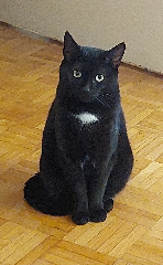 Photo de SAKIRA