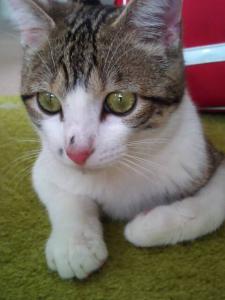 Fripon