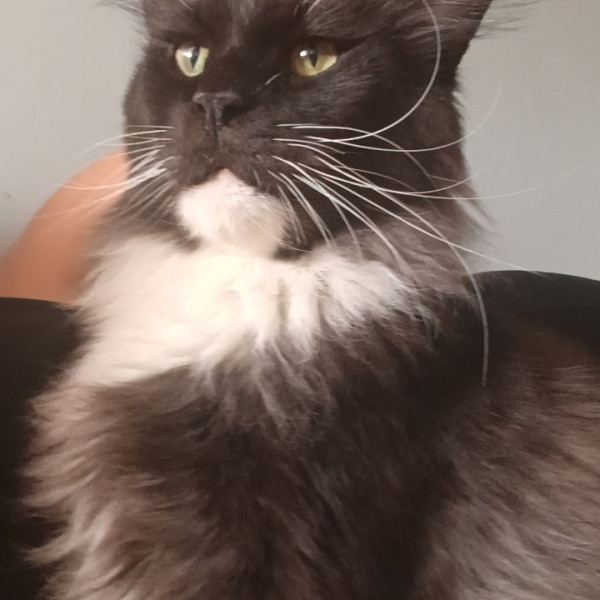 Kovu