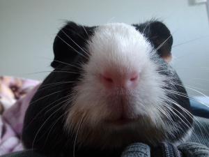 Pascal