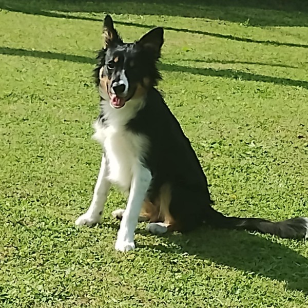 shadow