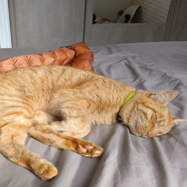 Simba
