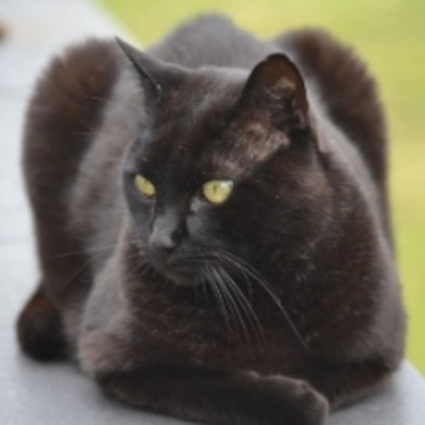Lulu