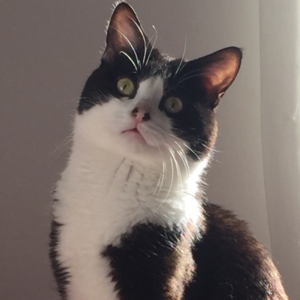Aristote