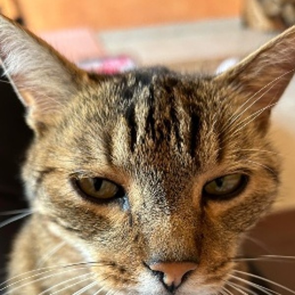 Photo de Charly dit chatchat