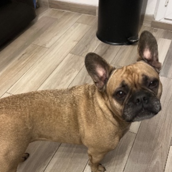 Photo de Laika