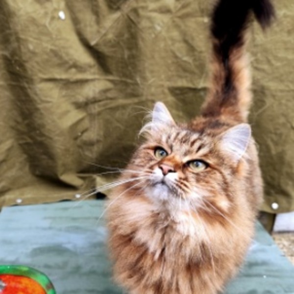 Simba