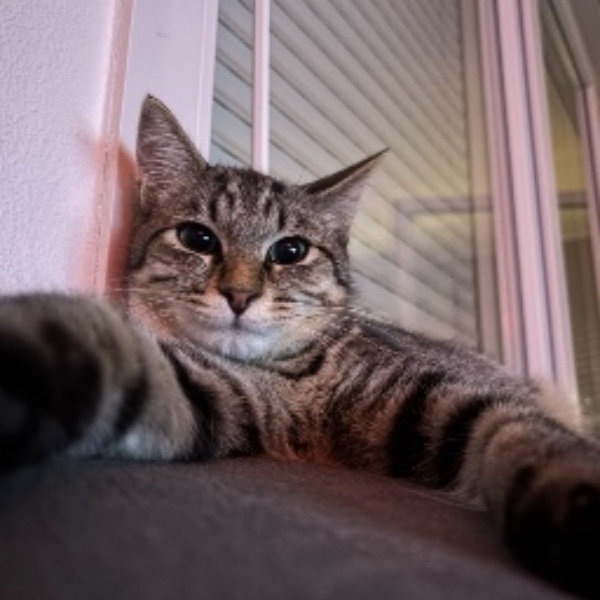 Tigris